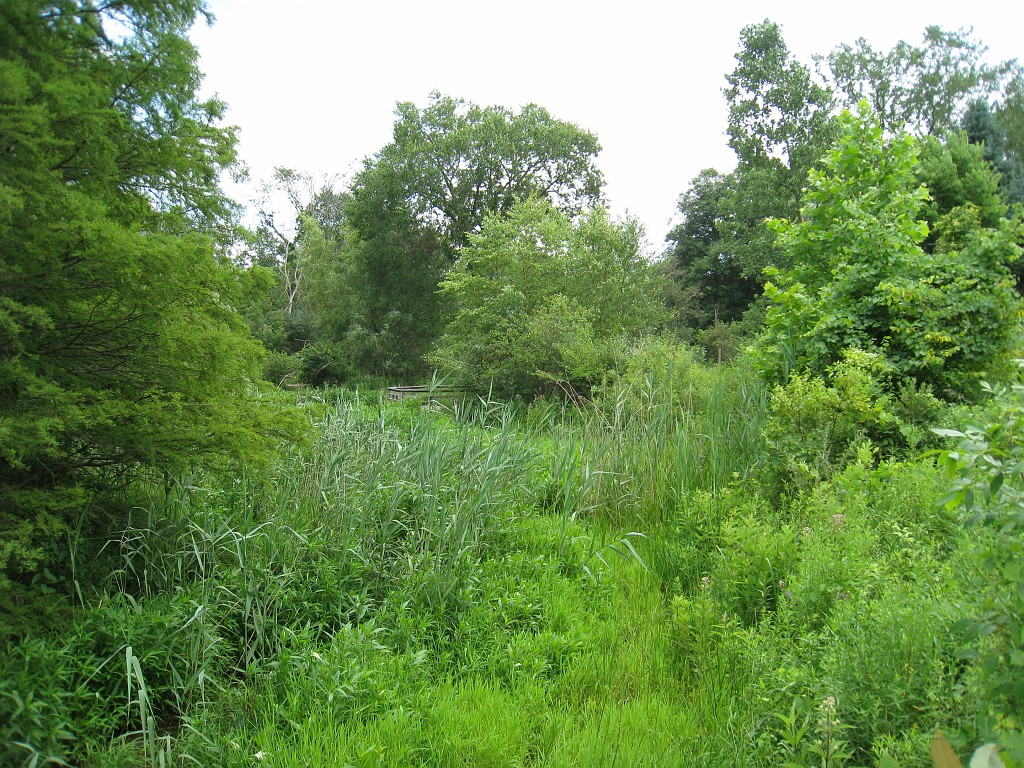 Matthaei Botanical Gardens 2010 0390.jpg - Just a few years ago this was a very open pond where turtles would lay on the logs and ducks would paddle around. It has completely overgrown in just a few years.